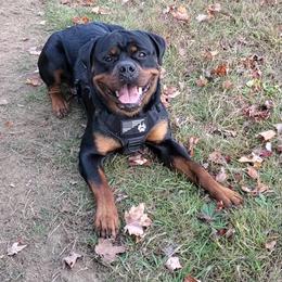 Rottweiler Puppies from Iron Clad Rottweiler