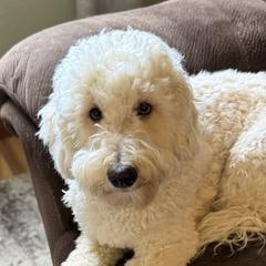 Rizzo - Double Doodle