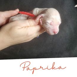 Paprika - Cream female Labradoodle puppy in Siloam Springs, Arkansas from Siloam Doodles