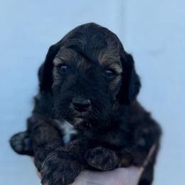 Rolo - Chocolate male Cavapoo puppy in Ville Platte, Louisiana from The Barkery