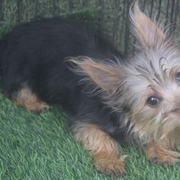 Deena boy 536 - Silky Terrier puppy from Delayre Kennels
