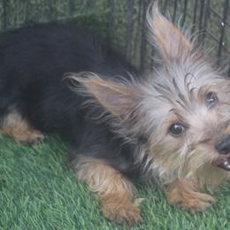 Deena boy 536 - Silky Terrier puppy from Delayre Kennels
