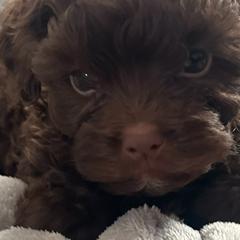 Havanese and Russian Tsvetnaya Bolonkas from Alchemy Havanese