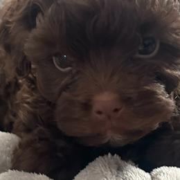 Havanese and Russian Tsvetnaya Bolonkas from Alchemy Havanese