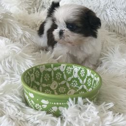 Shih Tzu Puppies from Willow Lane Shih Tzus