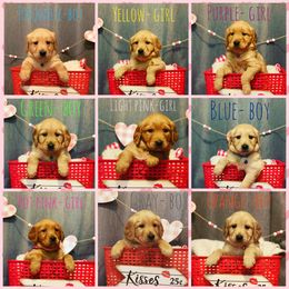 Golden Retriever Puppies from True North Golden Retrievers