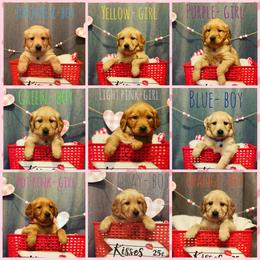 Golden Retriever Puppies from True North Golden Retrievers
