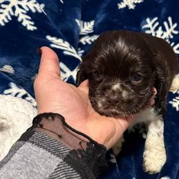 Dain - Brown white and tan male Cocker Spaniel puppy in Bliss, New York from AK Another Shot Kennel
