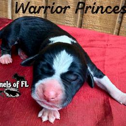 Warrior Princess - Black female Catahoula Leopard Dog puppy in Crestview, Florida from C4 Kennels of FL