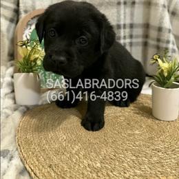 Girl 1 - Black female Labrador Retriever puppy in Palmdale, California from Sweet As Sugar Labradors