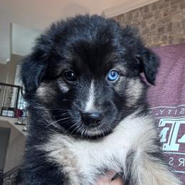 Male 1 - Red tri-color male Australian Shepherd puppy in Kaufman, Texas from Martin's Star Ranch Aussies