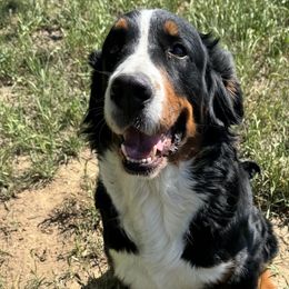 Lily - Bernedoodle