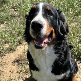 Lily - Bernedoodle