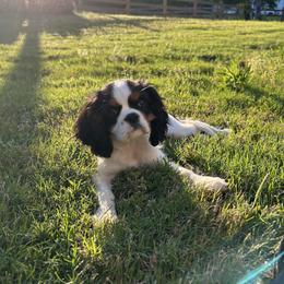 Cavalier King Charles Spaniels from Sundance Cavaliers