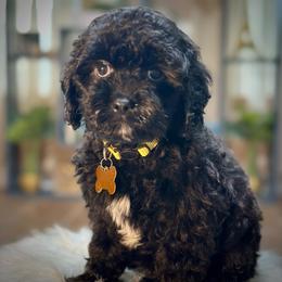 Beignet - Black male Cavapoo puppy in Palm Beach County, Florida from Benji’s Cockapoos