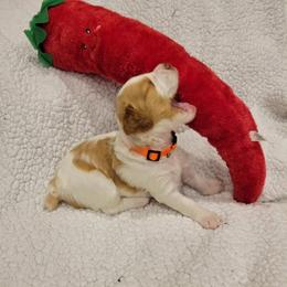 Girl 3 - White and orange female Brittany puppy in Houston, Texas from Free Range Bird Dogs