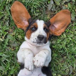Girl 2 - Black brown and white female Basset Hound puppy in Lebanon, Ohio from Lady Mae Bassets & Doberman