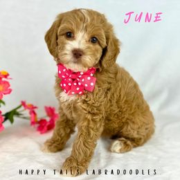 June - Apricot female Australian Labradoodle puppy in Raleigh, North Carolina from Happy Tails Labradoodles