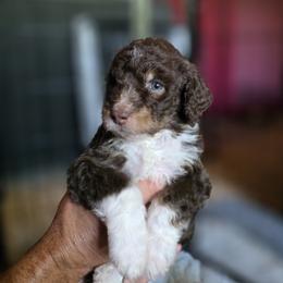 Walter - male Australian Mountain Doodle puppy in Broken Arrow, Oklahoma from Tulsa Australian Moutain Doodles