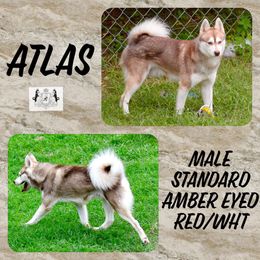 Atlas - Alaskan Klee Kai