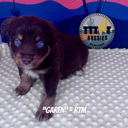 Garen - Red tri-color male Australian Shepherd puppy in Tucson, Arizona from TTTNT Aussies