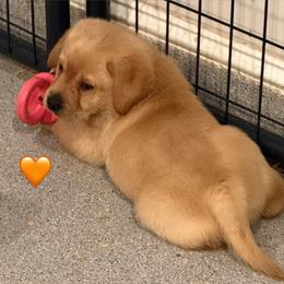 Orange collar - Yellow male Labrador Retriever puppy in Clinton, Tennessee from Summer Rose