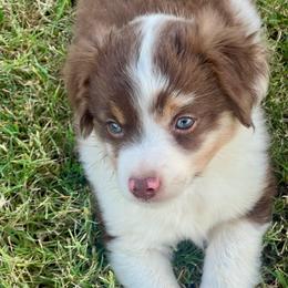 Roary - Red merle male Toy Australian Shepherd puppy in Miami, Oklahoma from HighEnd Aussies