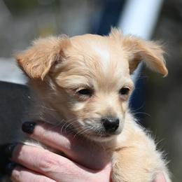 Stark - Fawn male Chihuahua puppy in Seneca, Missouri from Stephanie’s Puppy Colony
