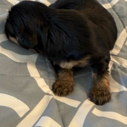 Black - Black gold and white male Mal-Shi puppy in Selma, California from JAB