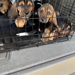 Basset Hound Puppies from Blessed Bassets