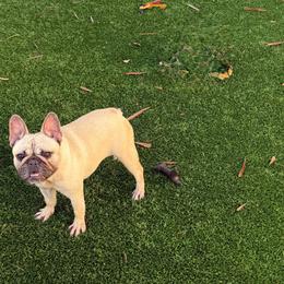 Georgia - Fawn female French Bulldog puppy in Largo, Florida from Big Daddy Frenchies