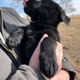 German Shepherd Puppies from Czech Working Lines
