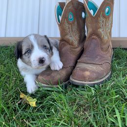 Border Collie and Labrador Retriever Puppies from Heron Oak's Ranch LLC & Vetro's Duck Dogs