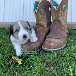 Border Collie and Labrador Retriever Puppies from Heron Oak's Ranch LLC & Vetro's Duck Dogs