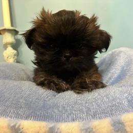 Peanut - Brindle male Shih Tzu puppy in Hawthorne, Florida from Simply Southern Shihtzus