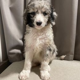 Willow - Blue merle female Aussiedoodle puppy in Tallahassee, Florida from Carolina Doodles