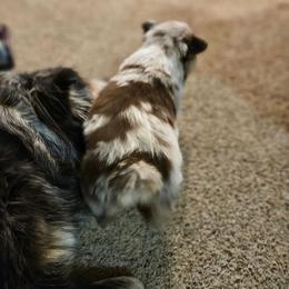 Female - Red merle female Australian Shepherd puppy in Crooksville, Ohio from VanHorn Australian Shepherds