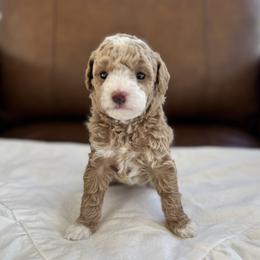 Pink - Cream female Poodle puppy in Twin Lake, Michigan from Paige's Poodles