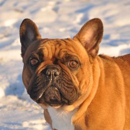 Daisy - French Bulldog