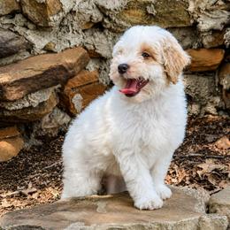 Cotton - White male Bernedoodle puppy in Graham, Texas from 2 Rose Ranch Doodles