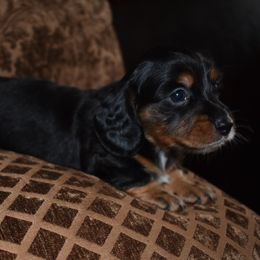 Nani - Black and tan female Dachshund puppy in Oxford, Pennsylvania from Emily’s Dachshund Puppies
