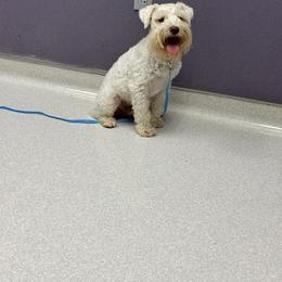 Kingsley - Miniature Schnauzer