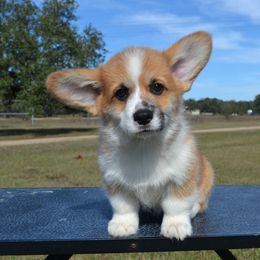 Pumbaa - Sable male Pembroke Welsh Corgi puppy in Edna, Texas from MG Corgis