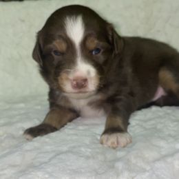 Boy 1 - Miniature Australian Shepherd puppy in Paris, Texas from Kuttin’ Up Mini Aussies