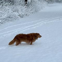 Nova Scotia Duck Tolling Retriever Puppies from Chimay Kennels