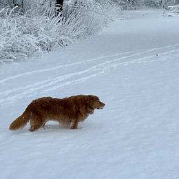 Nova Scotia Duck Tolling Retriever Puppies from Chimay Kennels