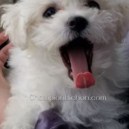 Bichon Frise Puppies from Champion Bichon