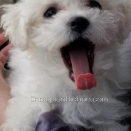 Bichon Frise Puppies from Champion Bichon