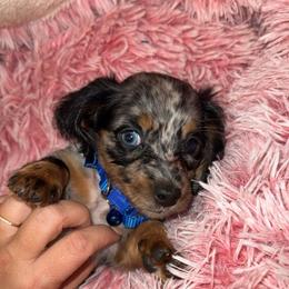 Dachshund and French Bulldog Puppies from Trust Fund Devil Kennel
