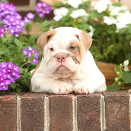 Purple collar girl puppy 6000 - Fawn female Bulldog puppy in Lewisberry, Pennsylvania from Salted Rim Corgis